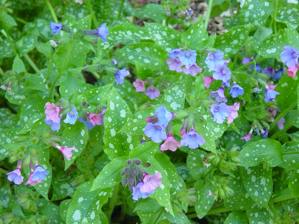Pulmonaria saccharata 'Mrs. Moon'